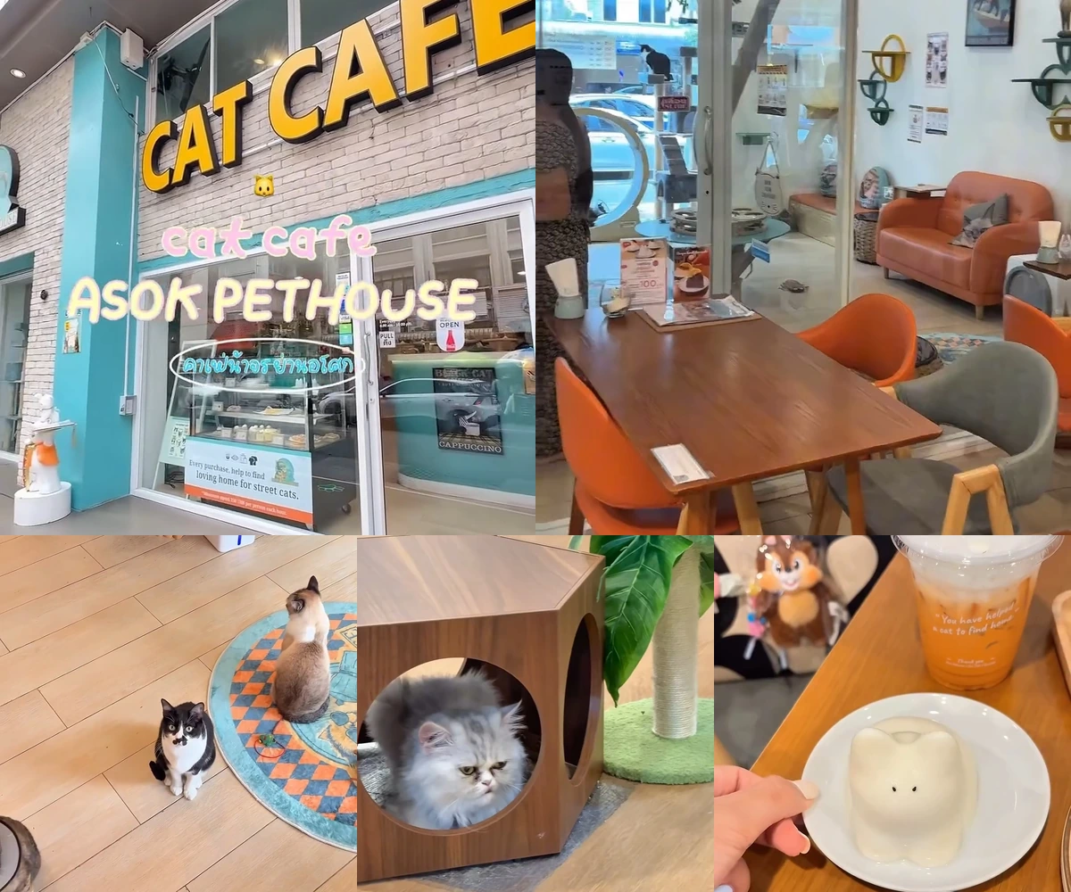 ภาพรีวิว Asok Pethouse Cat Cafe — คาเฟ่แมวย่านอโศกที่ช่วยแมวจรหาบ้าน