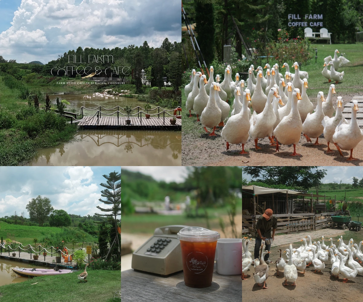 ภาพรีวิว Fill Farm Coffee & Cafe — คาเฟ่ท่ามกลางพื้นที่สีเขียวกับกิจกรรมให้อาหารสัตว์และพายเรือ