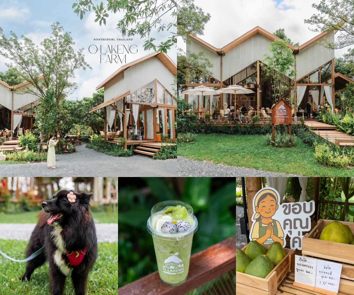 ภาพรีวิว O-Lakeng Farm — คาเฟ่และอาหารไทยในสวนส้มโอย่านไทรม้า