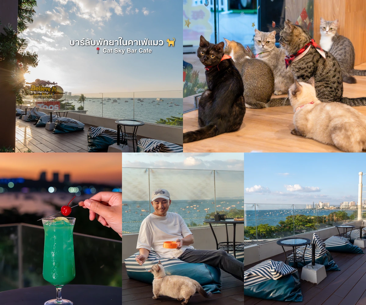 ภาพรีวิว Cat Sky Bar Cafe • พัทยา — คาเฟ่แมวและบาร์วิวทะเลพัทยา