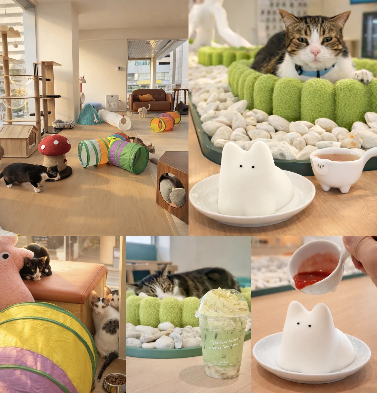 ภาพรีวิว Asok Pethouse Cat Cafe — คาเฟ่แมวหาบ้านในอโศก