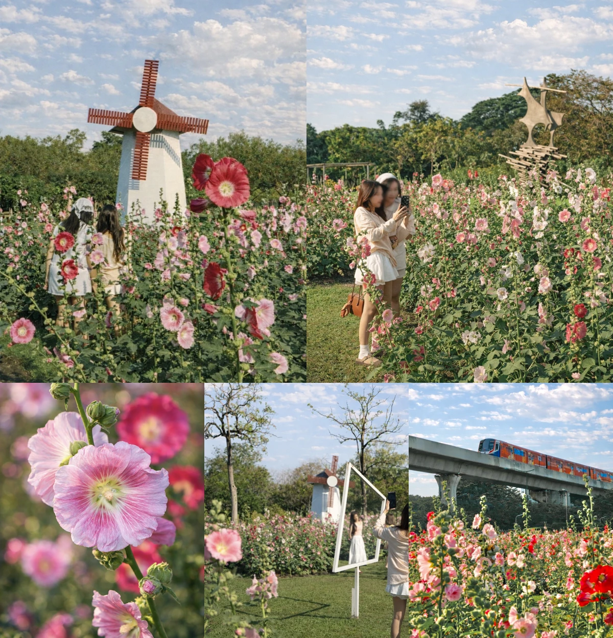ภาพรีวิว สวนดอกฮอลลี่ฮ็อค • จตุจักร — บรรยากาศสวนดอกไม้ในสวนจตุจักร
