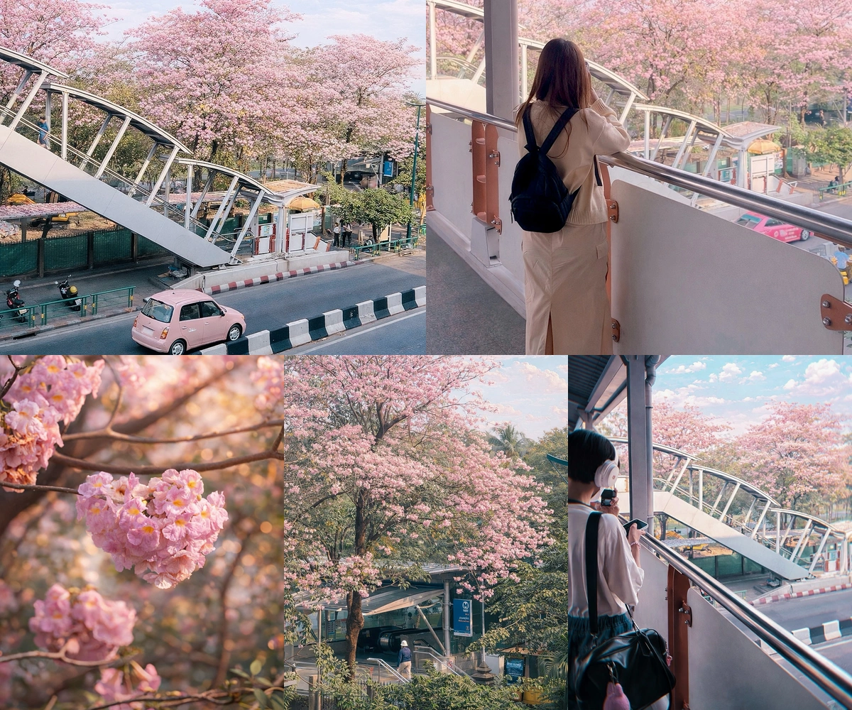 ภาพรีวิว ชมพูพันธุ์ทิพย์ • สวนจตุจักร — บรรยากาศดอกไม้สีชมพูในสวน