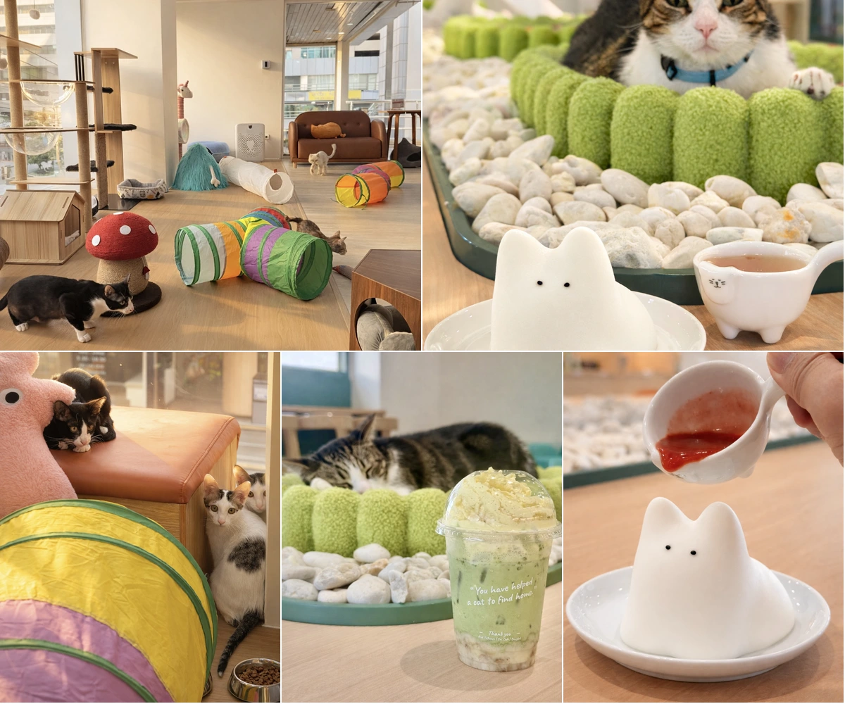 ภาพรีวิว Asok Pethouse Cat Cafe