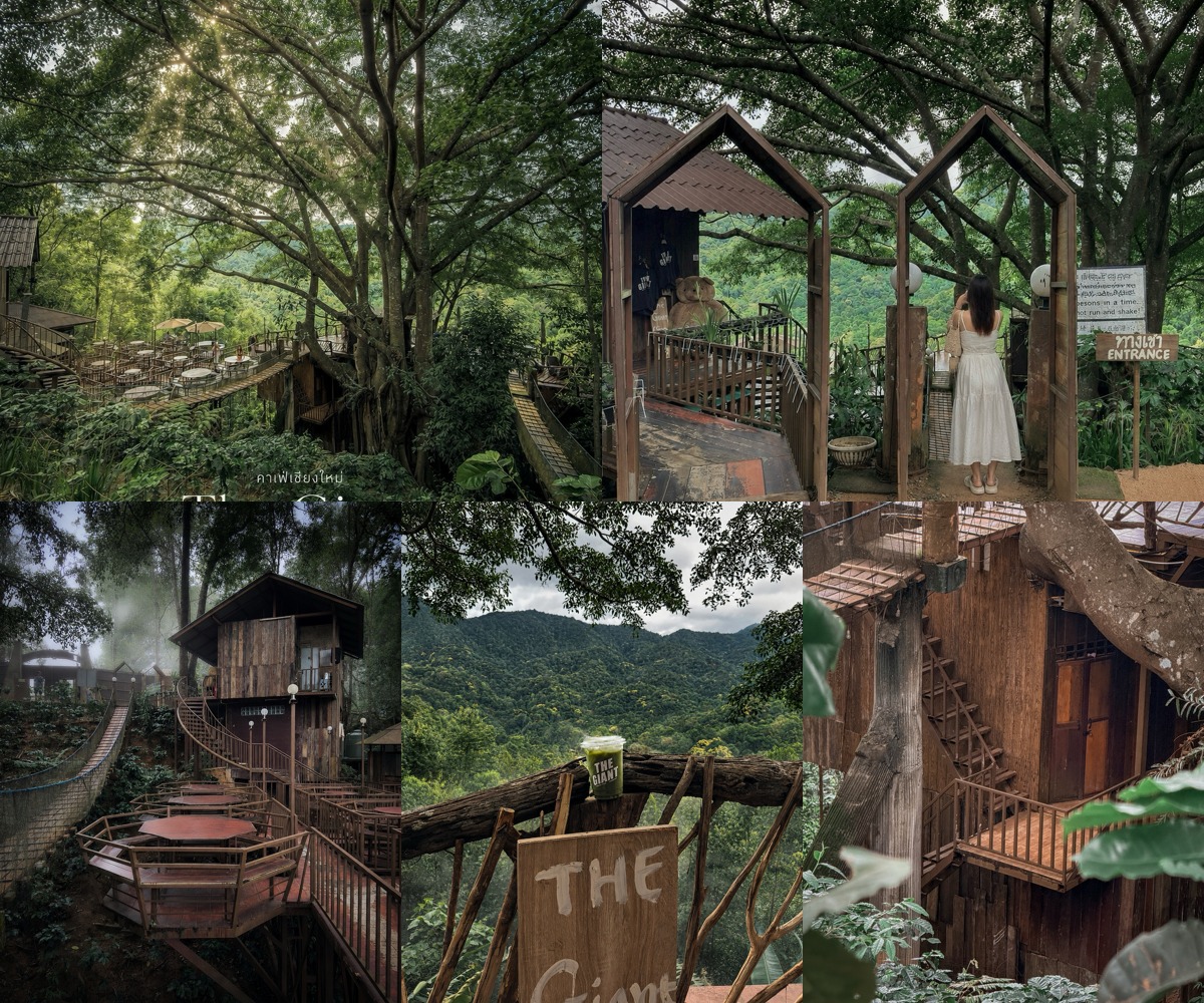 ภาพรีวิว The Giant Chiangmai — คาเฟ่บ้านต้นไม้กลางหุบเขาบ้านป๊อก